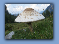 IMG_1626.jpg